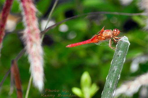 Dragonfly - #2 - Sideview-kbw_dragonfly_kenny-brandon-wilson_side-view.jpg