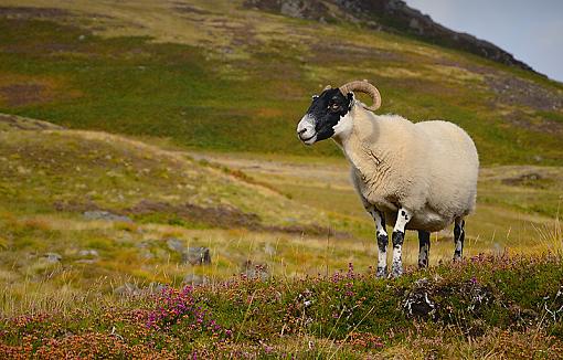 From the highlands-ewe2.jpg