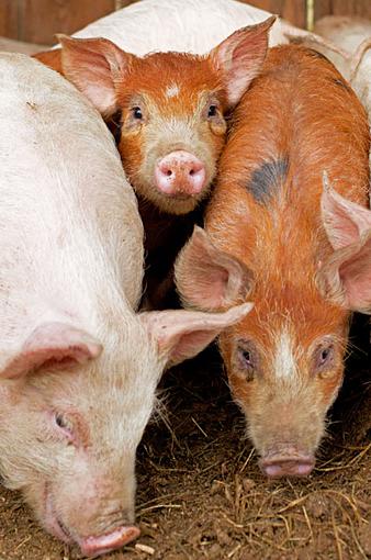 Piglets-piglets-crop.jpg