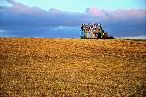 Wheat field-field.jpg