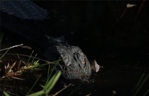 Gators of the Okefenokee Swamp-babygator.jpg