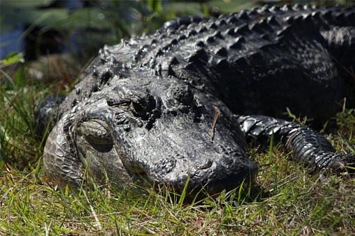 Gators of the Okefenokee Swamp-okefenokee_gator.jpg