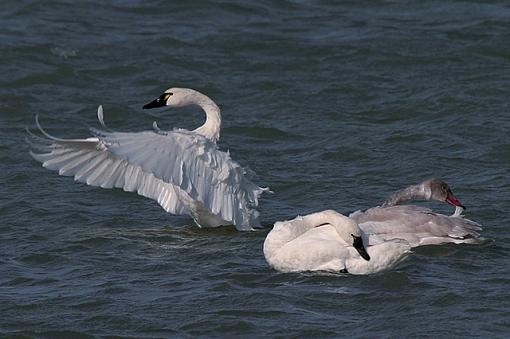 Tundra Swans-swans_0353.jpg