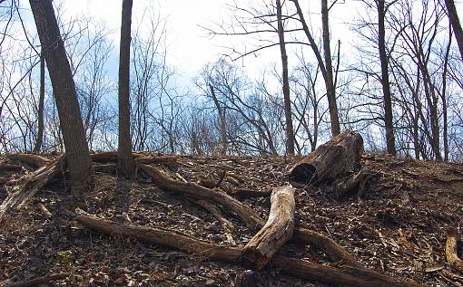 Trees &amp; Logs-blackwell-forest-preserve.jpg