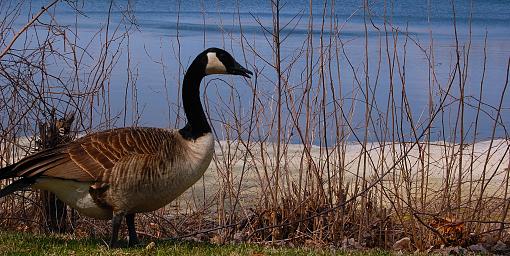 Goose-goose-crop.jpg