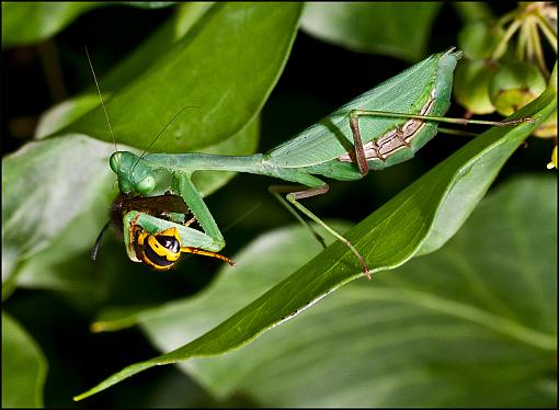 Let Us Prey-mantis-wasp2.jpg