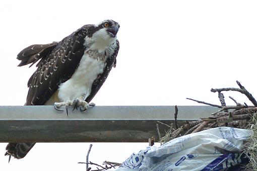 Some Nikon 70-300mm CX Shots-wildlife-living-color-6-anole-osprey.jpg