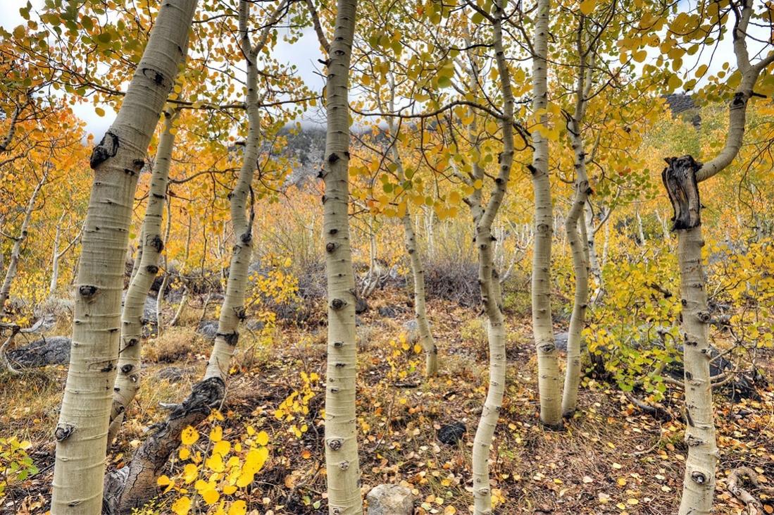 Name:  FallColor_BishopCA_Sept2014_DSC_9100_1_2_tonemapped_1100.jpg
Views: 173
Size:  259.3 KB