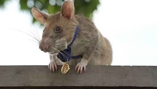 Mines-detection rats Magawa receives PDSA gold medal-webp.net-compress-image-10-2.jpg