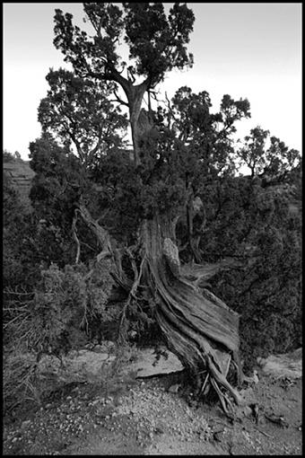 B&amp;W from Colorado Springs-img_1672._1014_bw.jpg