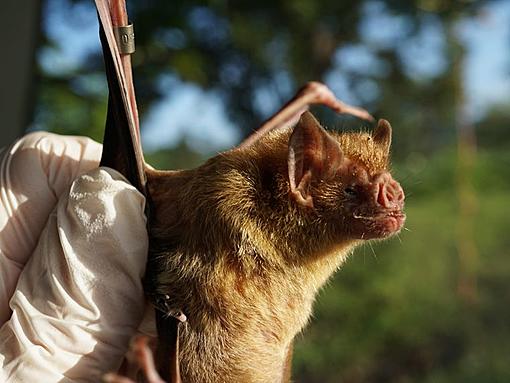 Vampire bats get away from society when they feel sick.-i4mvg5ybx5cgzfpxs6nfv6u7ru.jpg