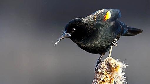 Bird genetic secrets revealed in global DNA studies-_115370440_img_3429-red-wingedblackbird.jpg