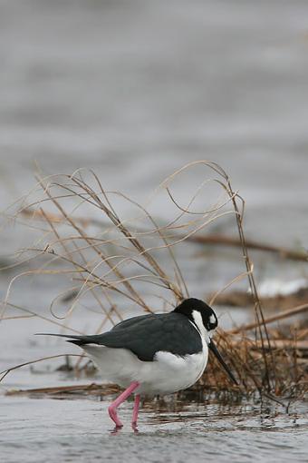 Cold Stilt-coldstilt2.jpg