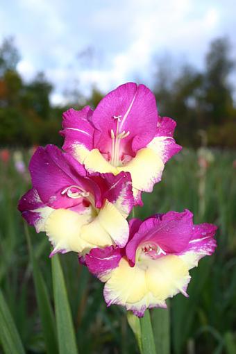 Purple Gladiola-gladiola-small.jpg