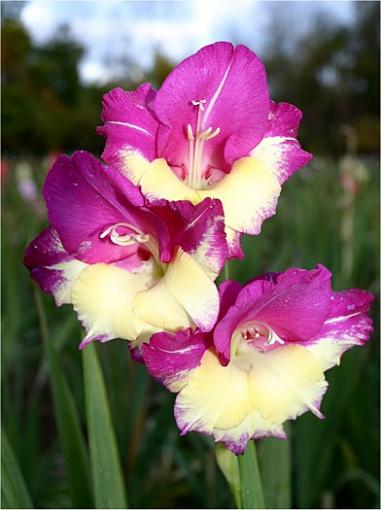 Purple Gladiola-001.jpg