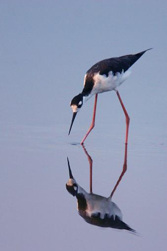 What are you looking at!?-stiltfishing.jpg