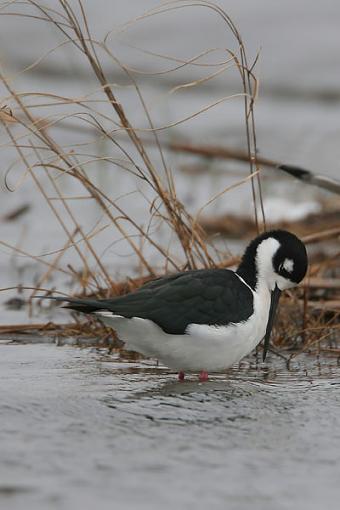 Cold Stilt-img_3495-web.jpg