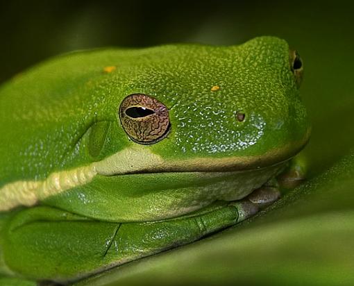 Frog Face-tree-frog-2_ps_tight_fb.jpg