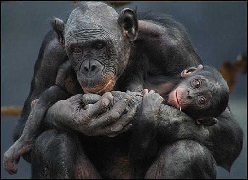 'nother Primate-bonobo_family_2.jpg