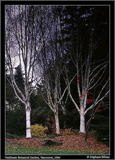 Late Fall colors-2-crop-screen.jpg