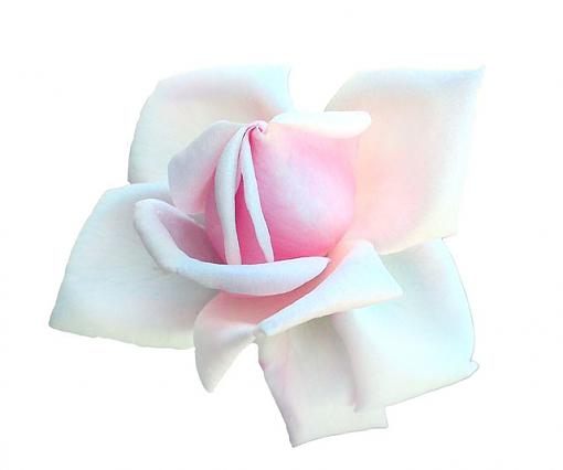 rose in white...2 shots-11-30rose-topwhtbk.jpg