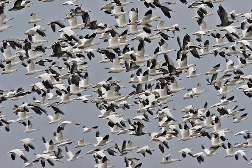 Flock-snowgeese.jpg