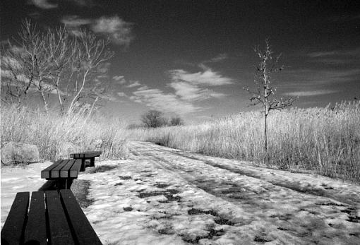 Resting Spot in Marsh Foot Path( B&amp;W)-lndscp0204-1901bwweb.jpg