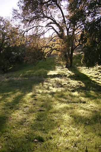 Oak Tree in California-img_6438.jpg