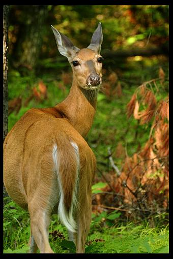 I see you-deer.jpg