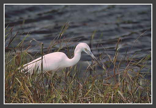 Egret in the brush-egret-600.jpg