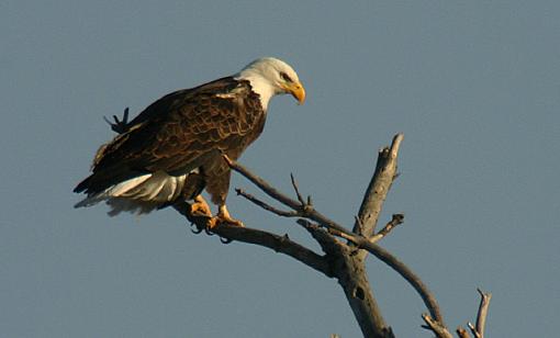 Bald Eagle-1988-eagle.jpg