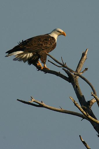 Bald Eagle-1997-eagle.jpg