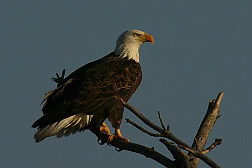 Bald Eagle-2018-eagle.jpg