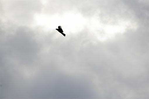 February Photo Project: Silhouette-flight.jpg