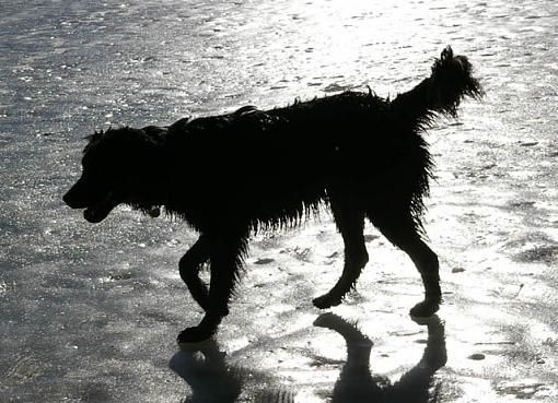 February Photo Project: Silhouette-rufus-sillhouette.jpg