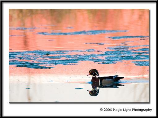 April Photo Project: RED-crw_0989_wood-duck_red.jpg