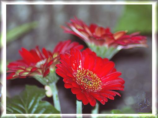 April Photo Project: RED-red-flower.jpg
