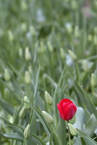 April Photo Project: RED-lone-red-tulip.jpg