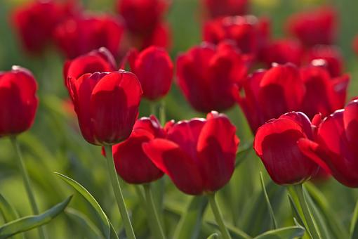 April Photo Project: RED-more-red-flowers.jpg