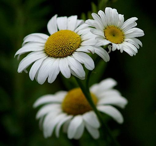 June Photo Project: Plantlife-pict0757.jpg