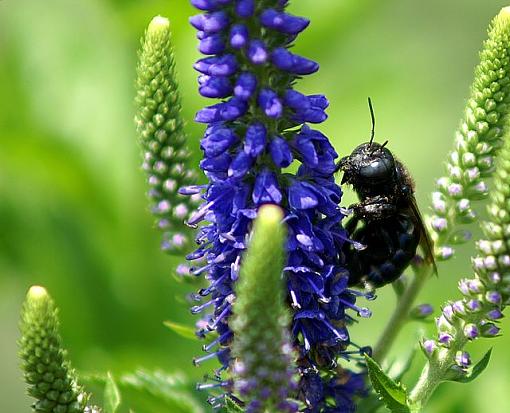 June Photo Project: Plantlife-pict0816.jpg