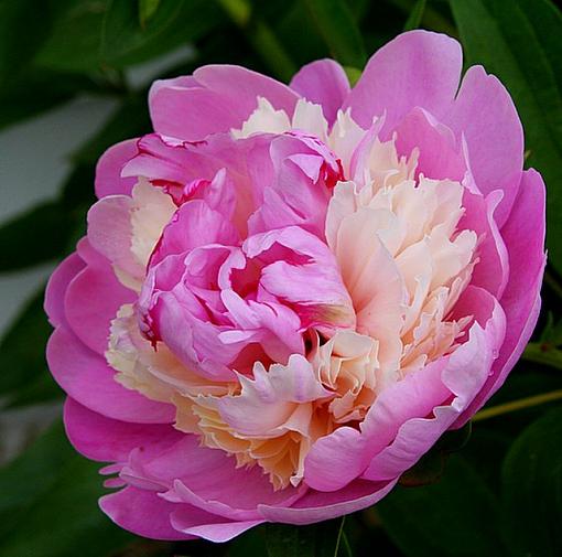 June Photo Project: Plantlife-pinkflower0603.jpg