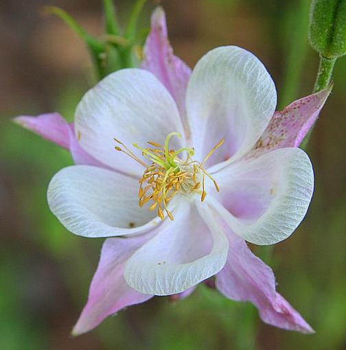 June Photo Project: Plantlife-pinkandwhite0603.jpg