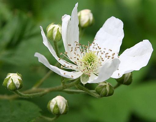 June Photo Project: Plantlife-whiteflower0603.jpg