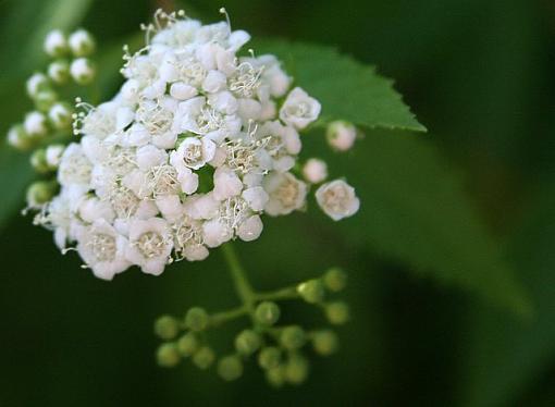 June Photo Project: Plantlife-whiteflowers0603.jpg