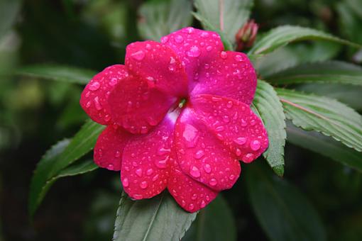 June Photo Project: Plantlife-rainflower.jpg