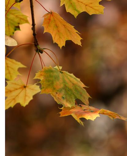 June Photo Project: Plantlife-leaves.jpg.jpg