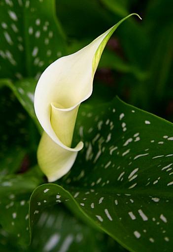 June Photo Project: Plantlife-callalily.jpg