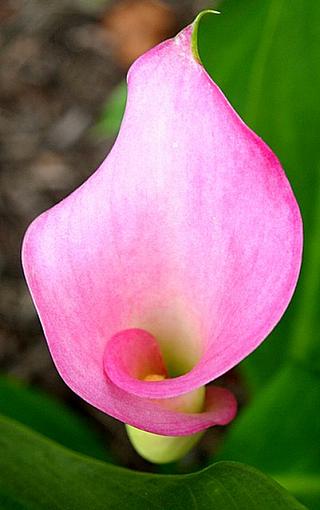 June Photo Project: Plantlife-callalily2.jpg