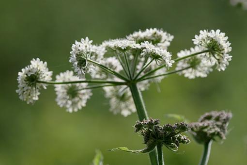 June Photo Project: Plantlife-_mg_1384.jpg